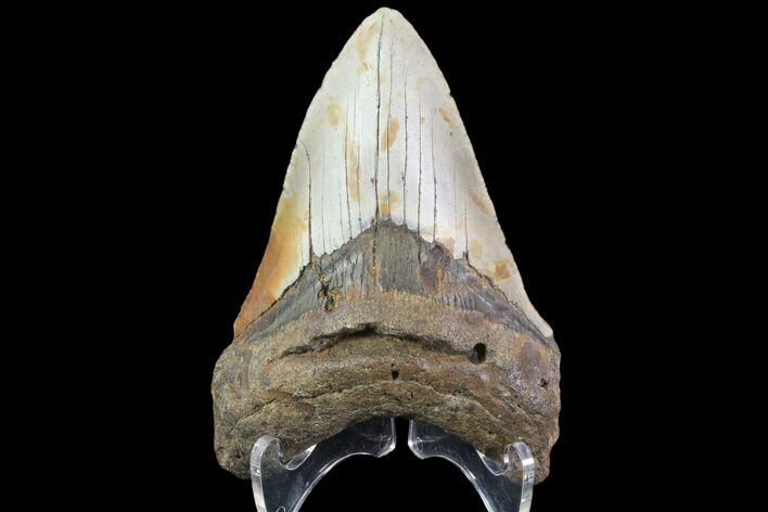 Fossil Megalodon Tooth - North Carolina #79894